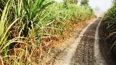 ಇಂಧನವಾಗಿ ಎಥೆನಾಲ್: ಒಂದು ಅವೈಜ್ಞಾನಿಕ ಆಲೋಚನೆ