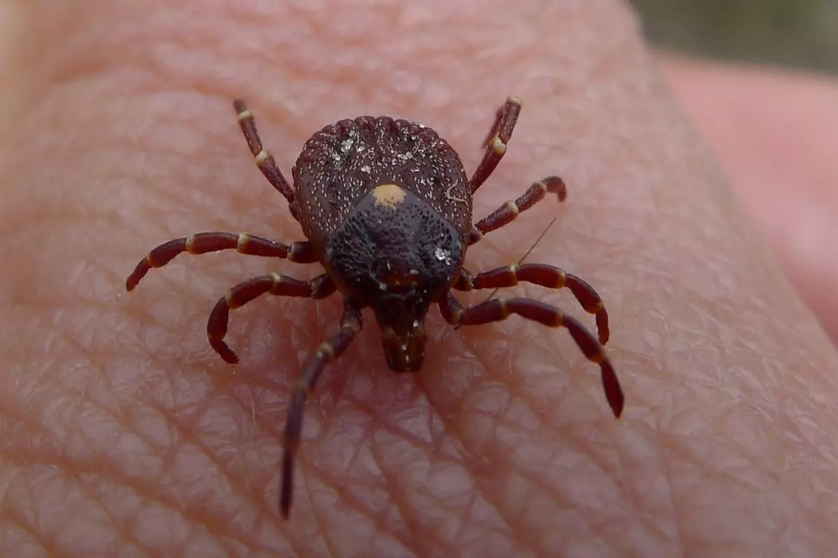 Kyasanur Forest Disease | ಮಾರಕ ಮಂಗನಕಾಯಿಲೆ ಸೋಂಕು ನಿಯಂತ್ರಣಕ್ಕೆ ಎದುರಾಯ್ತು ಹೊಸ ಸವಾಲು!