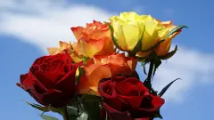 ಈ ಬಾರಿಯ ವ್ಯಾಲೆಂಟೇನ್ ಡೇಗೆ ಕೆಂಪು ಗುಲಾಬಿಯೋ.. ಕೇಸರಿ ಶಾಲೋ…