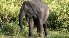 ವಯನಾಡು: ಆನೆ ದಾಳಿಗೆ ಮತ್ತೊಬ್ಬ ವ್ಯಕ್ತಿ ಸಾವು