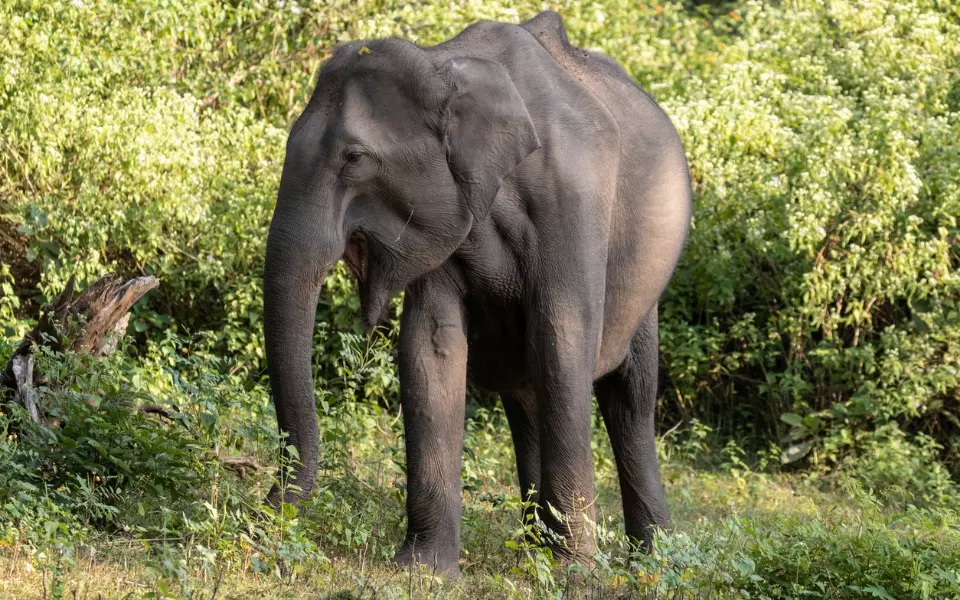 ವಯನಾಡು: ಆನೆ ದಾಳಿಗೆ ಮತ್ತೊಬ್ಬ ವ್ಯಕ್ತಿ ಸಾವು