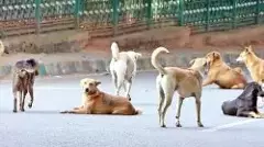 ಹೆಣ್ಣು ಮಗು ಸಾವು: ಬೀದಿ ನಾಯಿಗಳು ಕೊಂದಿರುವ ಶಂಕೆ