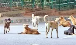 ಹೆಣ್ಣು ಮಗು ಸಾವು: ಬೀದಿ ನಾಯಿಗಳು ಕೊಂದಿರುವ ಶಂಕೆ