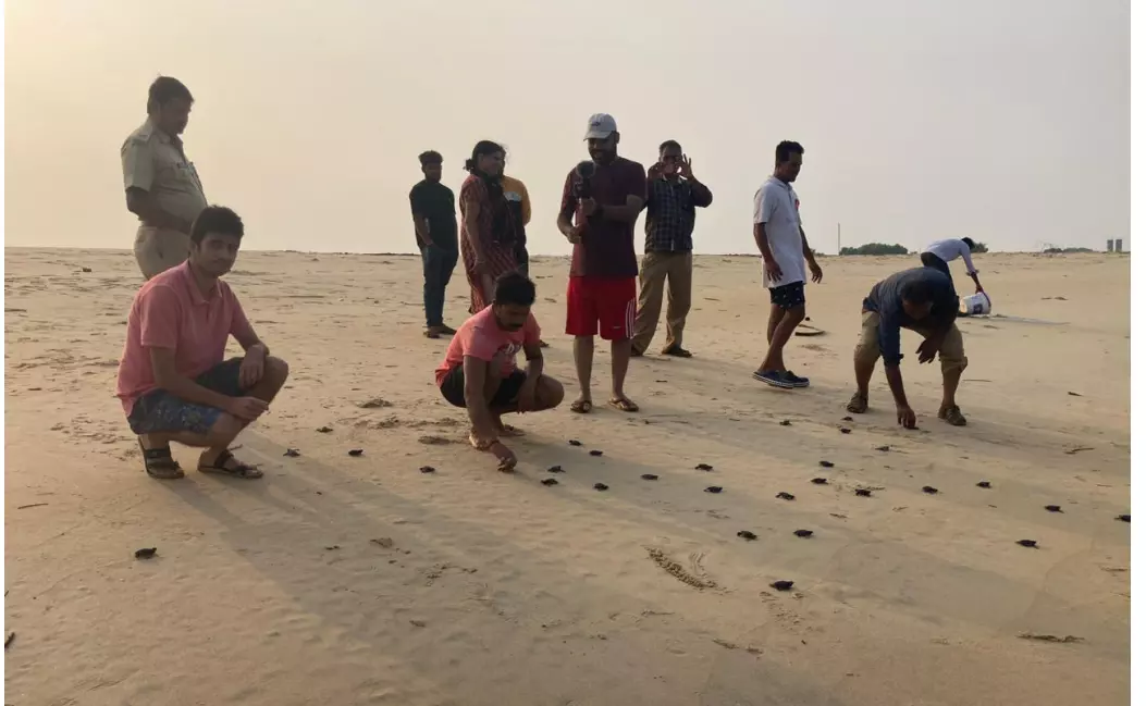 ಅಧಿಕಾರಿಗಳೊಂದಿಗೆ ಸೇರಿ ಆಮೆ ಮರಿಗಳನ್ನು ಸಮುದ್ರಕ್ಕೆ ಬಿಡುತ್ತಿರುವ ಸ್ಥಳೀಯರು ಅಧಿಕಾರಿಗಳೊಂದಿಗೆ ಸೇರಿ ಆಮೆ ಮರಿಗಳನ್ನು ಸಮುದ್ರಕ್ಕೆ ಬಿಡುತ್ತಿರುವ ಸ್ಥಳೀಯರು