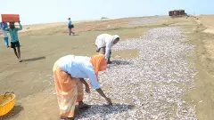 HPPL PROJECT | ಹೊನ್ನಾವರ ಒಣಮೀನು ಉದ್ಯಮಕ್ಕೆ ಬೆಂಕಿ ಇಟ್ಟ ಬಂದರು