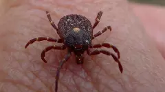 ಕೆಎಫ್‌ ಡಿ ನಿರ್ವಹಣೆ ಲೋಪ | ಶಿವಮೊಗ್ಗ ಡಿಎಚ್‌ ಒ ಕೊನೆಗೂ ಎತ್ತಂಗಡಿ