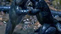 ಕಣ್ಮನ ಸೆಳೆಯುವ ʼಕಪ್ಪೆ ರಾಗʼ:  ಮ್ಯೂಸಿಕಲ್ ವೈಲ್ಡ್  ಲೈಫ್ ಕಿರುಚಿತ್ರ