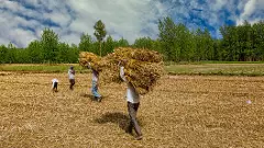 ಉತ್ತರ ಪ್ರದೇಶ; ಗ್ರಾಮೀಣ ಸಂಕಷ್ಟದ ನಡುವೆಯೂ ಬಿಜೆಪಿಗೆ ಸುಲಭ ಗೆಲುವಿನ ಸಾಧ್ಯತೆ