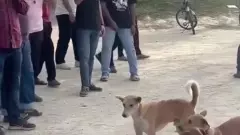 ರೋಬೋಟ್ ನಾಯಿ ಕಂಡು ಬೆದರಿದ ಬೀದಿನಾಯಿಗಳು!