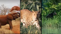 Man- Animal Conflict | ಮಾನವ– ವನ್ಯಜೀವಿ ಸಂಘರ್ಷ: ರಾಜ್ಯದಲ್ಲಿ ವಾರಕ್ಕೊಬ್ಬರ ಸಾವು!