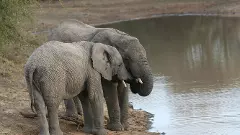 ವನ್ಯಜೀವಿಗಳಿಗೂ ತಟ್ಟಿದ ಬರ | ಕರ್ನಾಟಕದಲ್ಲಿ 36 ಗಂಟೆಯಲ್ಲಿ 4 ಆನೆ ಸಾವು!