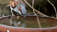 ಬರ ಭೀಕರ | ಕಚೇರಿಗಳಲ್ಲಿ ಪಕ್ಷಿ ರಕ್ಷಣೆಗೆ ನೀರಿನ ಬಟ್ಟಲು ಇಡುವಂತೆ ಡಿಸಿ ಮನವಿ