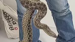 ವಿಮಾನದಲ್ಲಿ ಹತ್ತು ಹಳದಿ ಹೆಬ್ಬಾವು ಕಳ್ಳಸಾಗಣೆ: ಆರೋಪಿ‌ ಕೆಐಎಎಲ್ ಕಸ್ಟಮ್ಸ್‌ ವಶಕ್ಕೆ