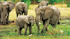 ಆನೆ ದಾಳಿ:  ಮಾತೃಭೂಮಿ ಕ್ಯಾಮರಾಮನ್ ಸಾವು