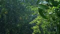 ಮುಂಗಾರು ಪೂರ್ವ ಮಳೆ | ರಾಜ್ಯದ ಹಲವು ಜಿಲ್ಲೆಗಳಲ್ಲಿ ಆರೆಂಜ್- ಯೆಲ್ಲೊ ಅಲರ್ಟ್