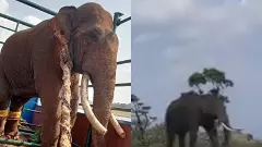 TUSK TRIMMING | ಗುಂಡ್ರೆ ಅರಣ್ಯದಲ್ಲಿ ನಡೆಯಿತು ಆಪರೇಷನ್‌ ದಂತಮೋಚನ!