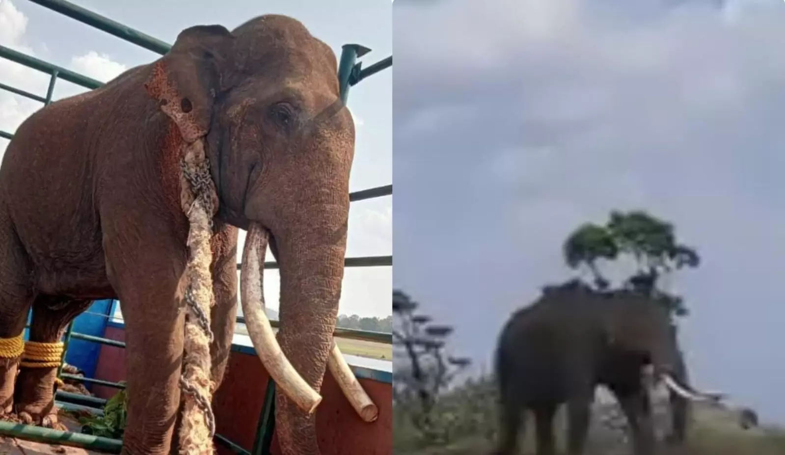 TUSK TRIMMING | ಗುಂಡ್ರೆ ಅರಣ್ಯದಲ್ಲಿ ನಡೆಯಿತು ಆಪರೇಷನ್‌ ದಂತಮೋಚನ!