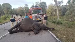 ಬಂಡೀಪುರ: ಅನಾರೋಗ್ಯಕ್ಕೆ ತುತ್ತಾಗಿದ್ದ ಕಾಡಾನೆ ಸಾವು!