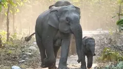 ಮೇ 23ರಿಂದ ದಕ್ಷಿಣ ರಾಜ್ಯಗಳ ಅರಣ್ಯದಲ್ಲಿ ಮಹತ್ವದ ಗಜ ಗಣತಿ