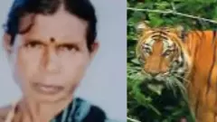 ʼಹುಲಿ ಸಂರಕ್ಷಿತ ಪ್ರದೇಶʼಕ್ಕೆ  ಸೌದೆ ತರಲು ತೆರಳಿದ ಮಹಿಳೆ ಹುಲಿ ದಾಳಿಗೆ ಬಲಿ