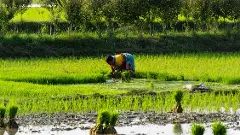 ಮುಂಗಾರು ಪ್ರವೇಶ: ಯಾವ ತಿಂಗಳು ಯಾವ ಬೆಳೆ ಸೂಕ್ತ?