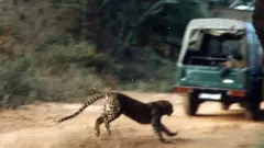 ಬನ್ನೇರುಘಟ್ಟದಲ್ಲಿ ಇನ್ನು ಮುಂದೆ ಚಿರತೆ ಸಫಾರಿ