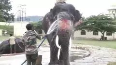 ದಸರಾ ಆನೆ ʻಅಶ್ವತ್ಥಾಮ ಸಾವು; ತನಿಖೆಗೆ ಆದೇಶ