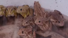 ಗೋಂಕುರು ಕಪ್ಪೆ ಕಬಾಬ್‌| ಕಾರವಾರದಲ್ಲಿ ಇಬ್ಬರು ಅಂದರ್‌