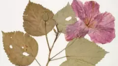 ಬೆಂಗಳೂರಿನ ಮೊದಲ ವರ್ಚುವಲ್ ಹರ್ಬೇರಿಯಂ ಲಾಲ್‌ಬಾಗ್‌ನಲ್ಲಿ ಸದ್ಯದಲ್ಲೇ ಆರಂಭ