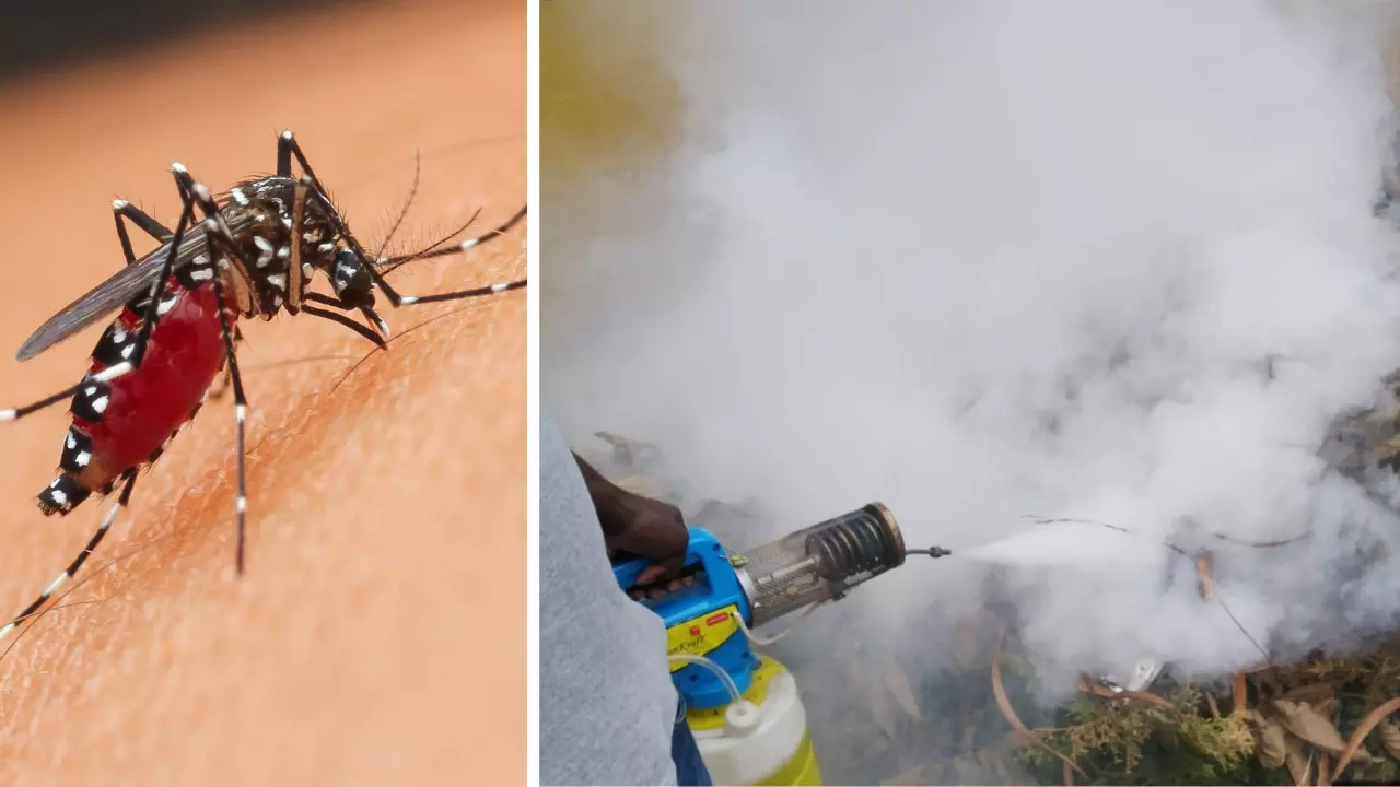 Dengue Outbreak | ಬೆಂಗಳೂರಿನಲ್ಲಿ ಡೆಂಗ್ಯೂ ಉಲ್ಬಣ: ಕೇವಲ ಫಾಗಿಂಗ್‌, ಸಮೀಕ್ಷೆಯಲ್ಲಿ ಮುಳುಗಿರುವ ಬಿಬಿಎಂಪಿ