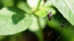 ಬೆಂಗಳೂರಿನಲ್ಲಿ ಡೆಂಗ್ಯೂ ಸಾವು: ಬಿಬಿಎಂಪಿ ಡೆತ್ ಆಡಿಟ್‌ನಿಂದ ದೃಢ !