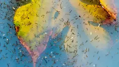 Dengue Outbreak | ಐದು ವರ್ಷದಲ್ಲಿ ಡೆಂಗ್ಯೂ ಪ್ರಕರಣ ನಿರಂತರ ಏರಿಕೆ!