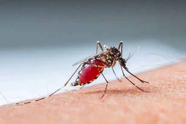 Dengue Outbreak | ರಾಜ್ಯದಲ್ಲಿ ಐದು ಸಾವಿರ ಗಡಿ ದಾಟಿದ ಪ್ರಕರಣ: ಸಮುದಾಯ ಸೋಂಕು ಹಂತಕ್ಕೆ ರೋಗ?