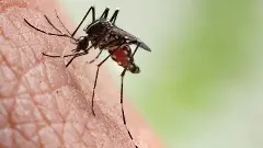 ಬೆಂಗಳೂರಿನಲ್ಲಿ ಡೆಂಗ್ಯೂಗೆ ಬಾಲಕ ಬಲಿ