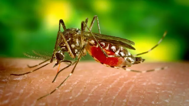 Dengue Outbreak | ಮಳೆ ನಡುವೆ ಡೆಂಗ್ಯೂ ಉಲ್ಬಣ: 10 ಸಾವಿರ ಗಡಿ ದಾಟಿದ ಪ್ರಕರಣ