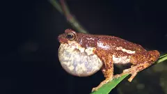 ಮರ ಗಂಥಿ ಕಪ್ಪೆ | ರಾಜ್ಯ ಕಪ್ಪೆ ಘೋಷಿಸಲು ವಿಜ್ಞಾನಿ ಡಾ ಕೆ ವಿ ಗುರುರಾಜ್ ಪ್ರಸ್ತಾಪ