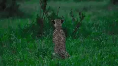 ರಾಜ್ಯ ವನ್ಯಜೀವಿ ಮಂಡಳಿ ಪುನರ್‌ ರಚನೆ: ಶಾಸಕರು, ಸಚಿವರ ಮಕ್ಕಳಿಗೆ ಅವಕಾಶ