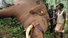 ವನ್ಯಜೀವಿ ಮಂಡಳಿ | ವಿವಾದಕ್ಕೀಡಾದ ನೇಮಕಾತಿ: ವನ್ಯಜೀವಿಗಿಂತ ರಾಜಕೀಯ ಹಿತಾಸಕ್ತಿ ಮೇಲುಗೈ