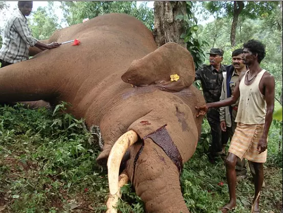 ವನ್ಯಜೀವಿ ಮಂಡಳಿ | ವಿವಾದಕ್ಕೀಡಾದ ನೇಮಕಾತಿ: ವನ್ಯಜೀವಿಗಿಂತ ರಾಜಕೀಯ ಹಿತಾಸಕ್ತಿ ಮೇಲುಗೈ