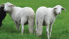 ರಾಜಸ್ಥಾನದಿಂದ ಬಂದಿದ್ದು ಉದ್ದ ಬಾಲದ ʼದಮಾರಾʼ ಕುರಿ ಮಾಂಸವೇ? ನಾಯಿ ಮಾಂಸವೇ? ತನಿಖೆ ಶುರು