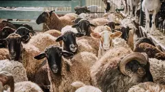 ಕುರಿ ಕೊಟ್ಟು ಮಾಂಸ ಕೊಳ್ಳುವ ಕರ್ನಾಟಕ?