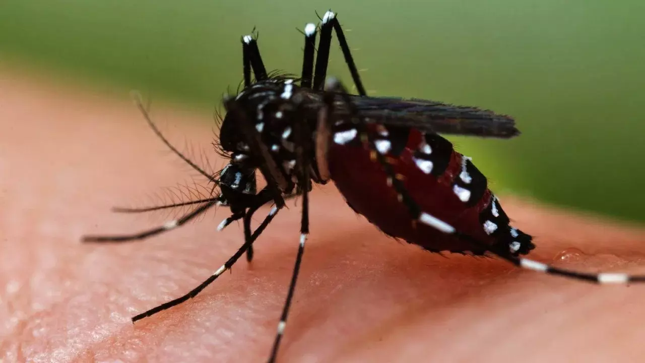 Dengue Outbreak | 30 ಡೆಂಗ್ಯೂ ಹಾಟ್‌ಸ್ಪಾಟ್‌ ಗುರುತಿಸಿದ ಬಿಬಿಎಂಪಿ