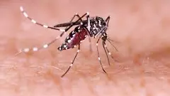 Zika Virus | ಬೆಂಗಳೂರಿನಲ್ಲಿ ಡೆಂಗ್ಯೂ ಹಾವಳಿ ನಡುವೆ ಇದೀಗ ಝೀಕಾ ವೈರಸ್ ಆತಂಕ!