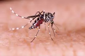 Zika Virus | ಬೆಂಗಳೂರಿನಲ್ಲಿ ಡೆಂಗ್ಯೂ ಹಾವಳಿ ನಡುವೆ ಇದೀಗ ಝೀಕಾ ವೈರಸ್ ಆತಂಕ!