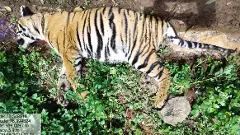 ಪರಿಹಾರ ಸಿಗದ ಅಸಮಾಧಾನ : ಅರಣ್ಯಾಧಿಕಾರಿಗಳ ಮೇಲಿನ ಕೋಪಕ್ಕೆ ಹುಲಿಗಳ ಮಾರಣಹೋಮ?