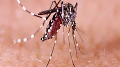 Dengue Outbreak | ರಾಜ್ಯದಲ್ಲಿ ಈ ಬಾರಿ ದಶಕದಲ್ಲೇ ದಾಖಲೆ ಪ್ರಕರಣ!
