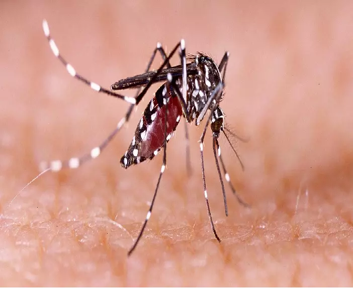 Dengue Outbreak | ರಾಜ್ಯದಲ್ಲಿ ಈ ಬಾರಿ ದಶಕದಲ್ಲೇ ದಾಖಲೆ ಪ್ರಕರಣ!