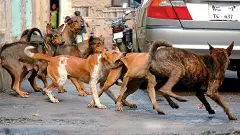 ಬೀದಿ ನಾಯಿ ಹಾವಳಿ: ಅಧಿಕಾರಿಗಳನ್ನು ತರಾಟೆಗೆ ತೆಗೆದುಕೊಂಡ ಲೋಕಾಯುಕ್ತ