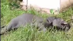 ಕೊಡಗು | ನೀರು ಕುಡಿಯಲು ಹೋದ ಕಾಡಾನೆ ನೀರುಪಾಲು