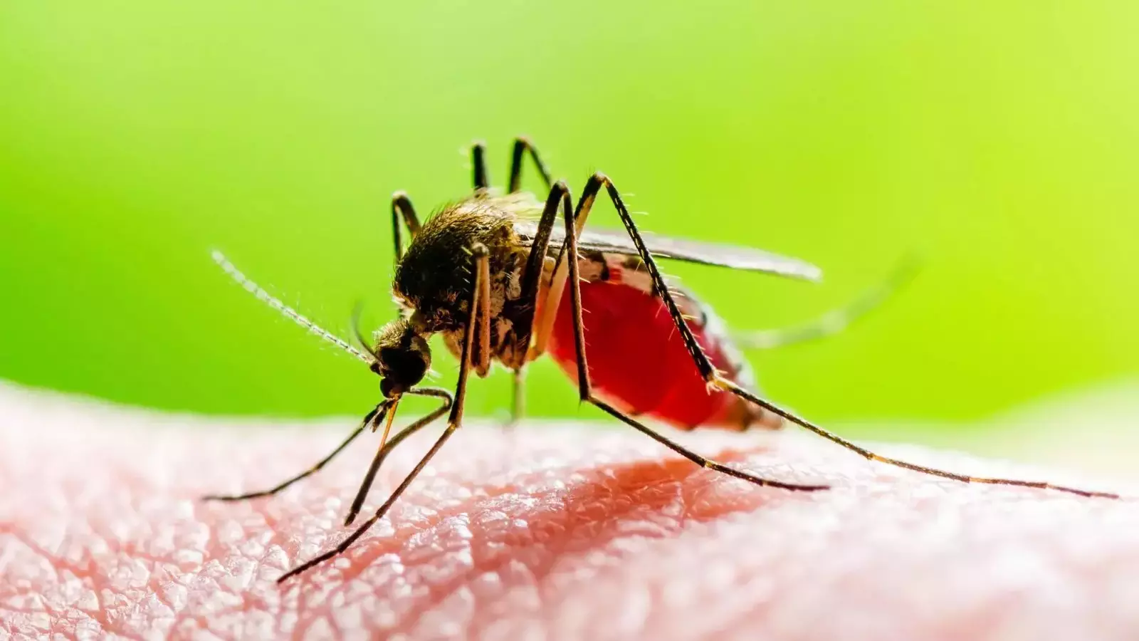 Dengue Outbreak | ಡೆಂಗ್ಯೂವನ್ನು ‘ಸಾಂಕ್ರಾಮಿಕ ರೋಗ’ ಎಂದು ಘೋಷಿಸಿದ ರಾಜ್ಯ ಸರ್ಕಾರ